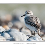 Saison : Automne - Lieu : Le Hourdel, Baie de Somme, Somme, Picardie, France