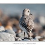 Saison : Automne - Lieu : Le Hourdel, Baie de Somme, Somme, Picardie, France