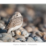 Saison : Automne - Lieu : Le Hourdel, Baie de Somme, Somme, Picardie, France