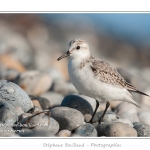 Saison : Automne - Lieu : Le Hourdel, Baie de Somme, Somme, Picardie, France