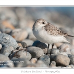 Saison : Automne - Lieu : Le Hourdel, Baie de Somme, Somme, Picardie, France