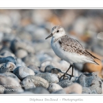 Saison : Automne - Lieu : Le Hourdel, Baie de Somme, Somme, Picardie, France