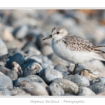 Saison : Automne - Lieu : Le Hourdel, Baie de Somme, Somme, Picardie, France