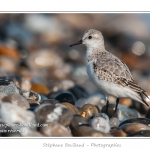 Saison : Automne - Lieu : Le Hourdel, Baie de Somme, Somme, Picardie, France