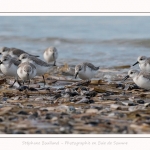 Becasseaux_Sanderling_11_03_2017_002-border