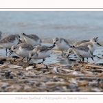 Becasseaux_Sanderling_11_03_2017_003-border