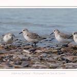 Becasseaux_Sanderling_11_03_2017_006-border