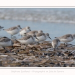 Becasseaux_Sanderling_11_03_2017_007-border