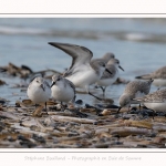 Becasseaux_Sanderling_11_03_2017_013-border