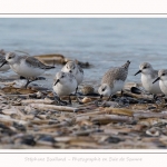 Becasseaux_Sanderling_11_03_2017_016-border