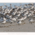 Becasseaux_Sanderling_11_03_2017_025-border