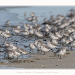 Becasseaux_Sanderling_11_03_2017_026-border