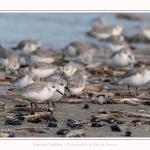 Becasseaux_Sanderling_11_03_2017_031-border