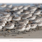 Becasseaux_Sanderling_11_03_2017_033-border