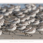 Becasseaux_Sanderling_11_03_2017_035-border