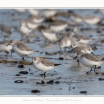 Becasseaux_Sanderling_11_03_2017_036-border