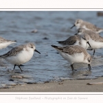 Becasseaux_Sanderling_11_03_2017_037-border