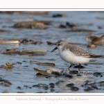 Becasseaux_Sanderling_11_03_2017_040-border