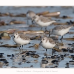 Becasseaux_Sanderling_11_03_2017_042-border