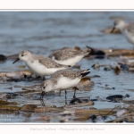 Becasseaux_Sanderling_11_03_2017_050-border