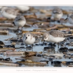 Becasseaux_Sanderling_11_03_2017_064-border