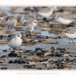 Becasseaux_Sanderling_11_03_2017_072-border