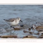 Becasseaux_Sanderling_11_03_2017_073-border