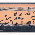 Becasseaux_Sanderling_20_01_2017_001-border