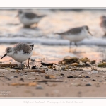 Becasseaux_Sanderling_20_01_2017_002-border