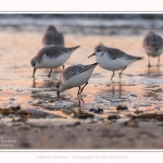 Becasseaux_Sanderling_20_01_2017_003-border