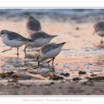 Becasseaux_Sanderling_20_01_2017_004-border