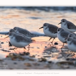 Becasseaux_Sanderling_20_01_2017_006-border