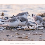 Becasseaux_Sanderling_20_01_2017_007-border