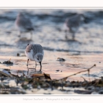 Becasseaux_Sanderling_20_01_2017_008-border