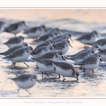 Becasseaux_Sanderling_20_01_2017_009-border