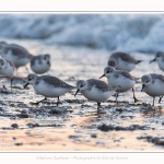 Becasseaux_Sanderling_20_01_2017_010-border