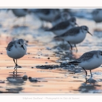 Becasseaux_Sanderling_20_01_2017_011-border