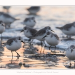 Becasseaux_Sanderling_20_01_2017_012-border