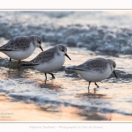 Becasseaux_Sanderling_20_01_2017_013-border