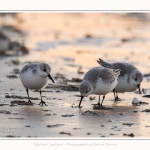 Becasseaux_Sanderling_20_01_2017_014-border