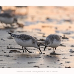 Becasseaux_Sanderling_20_01_2017_015-border