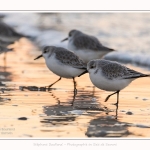 Becasseaux_Sanderling_20_01_2017_017-border