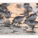 Becasseaux_Sanderling_20_01_2017_018-border