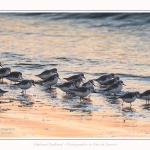 Becasseaux_Sanderling_20_01_2017_019-border