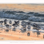 Becasseaux_Sanderling_20_01_2017_020-border