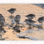 Becasseaux_Sanderling_20_01_2017_023-border