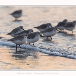 Becasseaux_Sanderling_20_01_2017_024-border