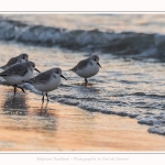 Becasseaux_Sanderling_20_01_2017_026-border