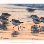 Becasseaux_Sanderling_20_01_2017_028-border