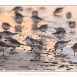 Becasseaux_Sanderling_20_01_2017_029-border